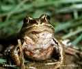 Siberian wood frog